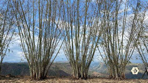 Bamboo in the Philippines: Indigenous Abundance.